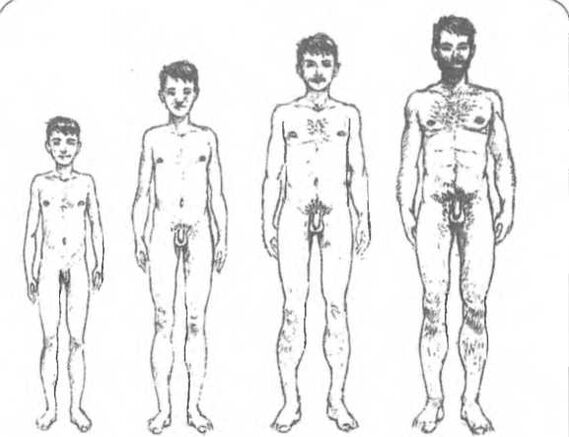Taille du pénis en fonction de l'âge