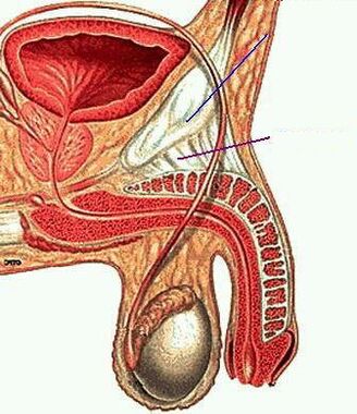 Anatomie du membre masculin